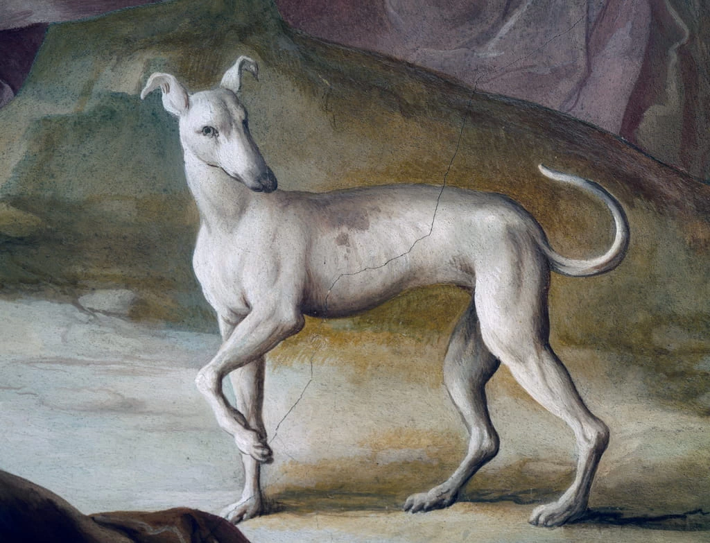 Cane, particolare dell'affresco di Jacopo Guarana (1720 - 1808), salone centrale di Villa Contarini, Valnogaredo